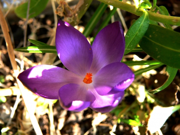 Premiers rayons 2013